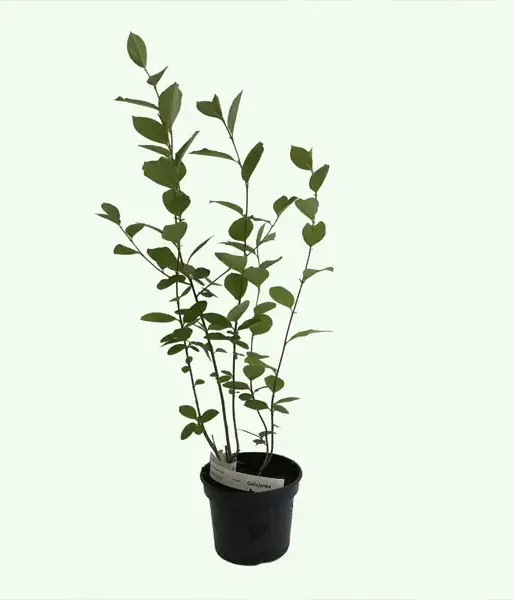 Arónia (Aronia prunifolia) NERO