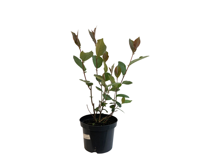 Bio Arónia (Aronia prunifolia) VIKING
