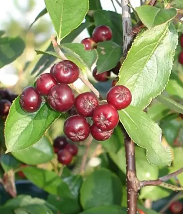 Apfelbeeren (Aronia prunifolia) BRILLIANT