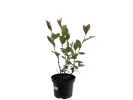 Arónia (Aronia melanocarpa) GALICJANKA - Tutifruti SK