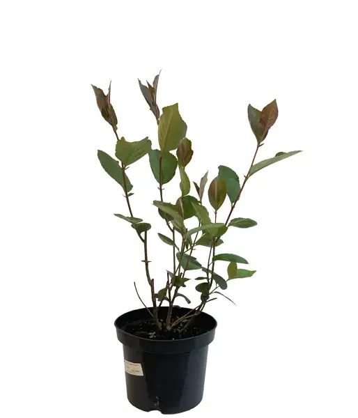 Black chokeberry (Aronia melanocarpa) GALICJANKA