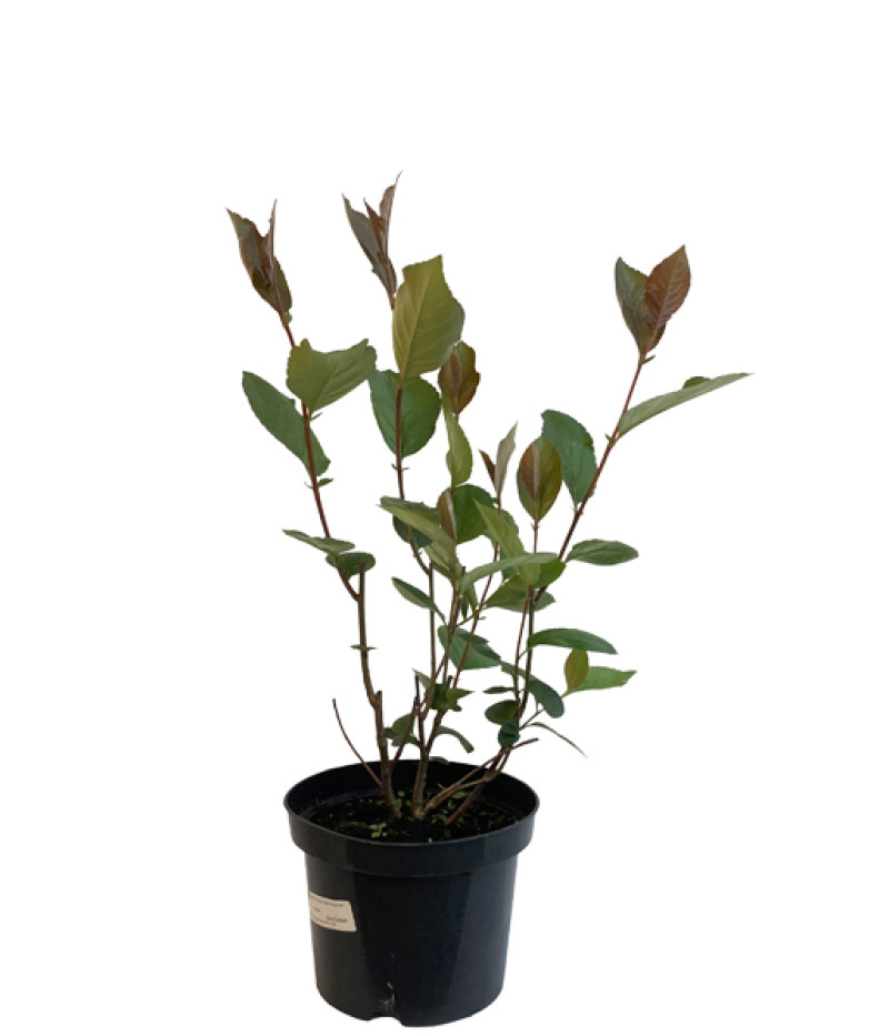 Black chokeberry (Aronia melanocarpa) GALICJANKA - Tutifruti SK