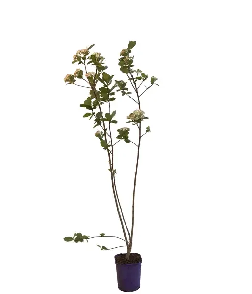 Arónia (Aronia prunifolia) VIKING - Tutifruti SK