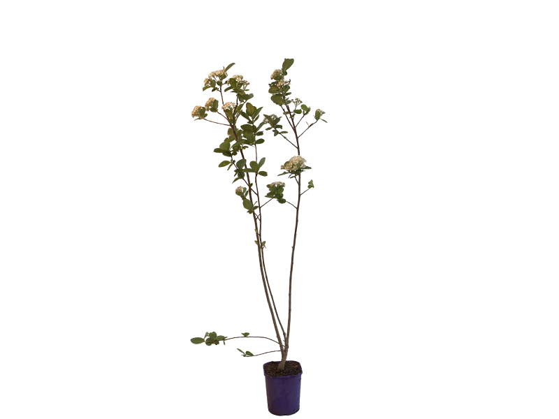 Arónia (Aronia prunifolia) NERO