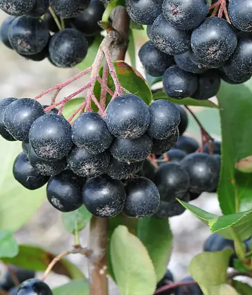 Arónia (Aronia prunifolia) NERO