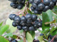 Black chokeberry (Aronia melanocarpa) NERO
