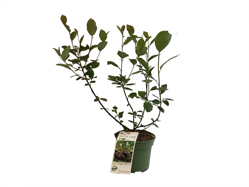  Bio Arónia (Aronia prunifolia ) NERO