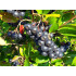 Black chokeberry (Aronia melanocarpa) GALICJANKA