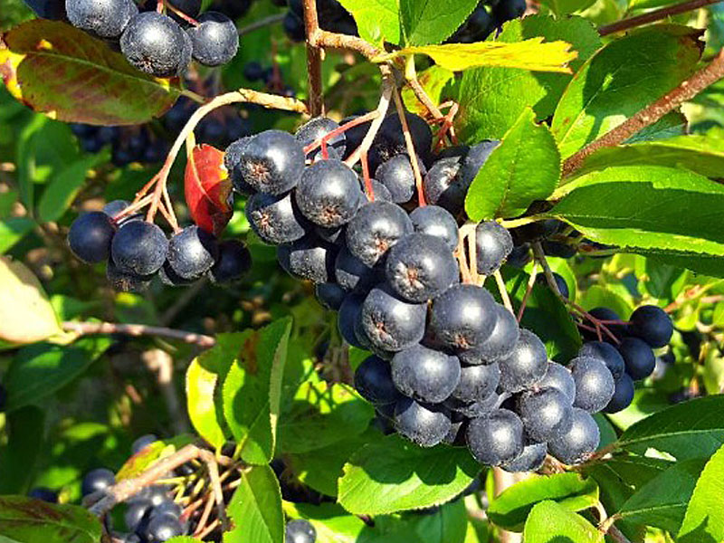 Arónia (Aronia melanocarpa) GALICJANKA