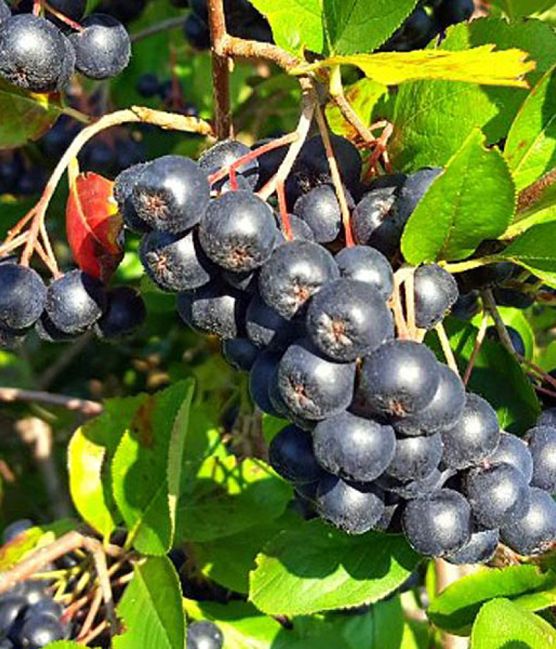 Black chokeberry (Aronia melanocarpa) GALICJANKA - Tutifruti SK