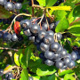 Black chokeberry (Aronia melanocarpa) GALICJANKA