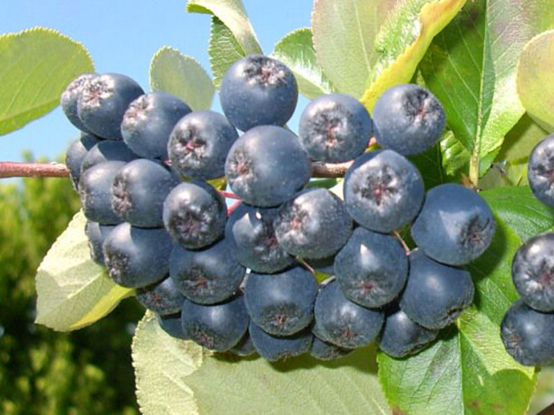 Arónia (Aronia prunifolia) VIKING