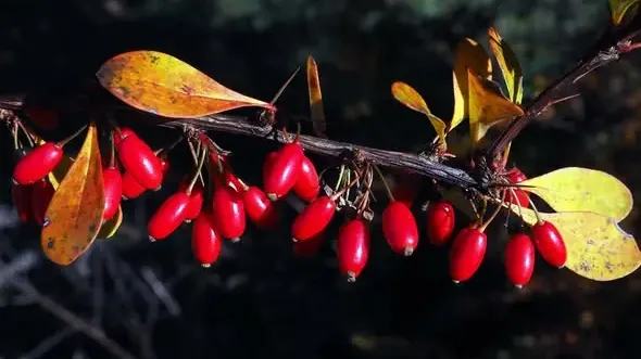 Dráč (Berberis): Tŕnistý poklad s neuveriteľnou silou (1. časť – Botanika a chémia)