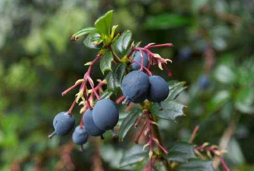 Rod Berberis (Dráč): Účinky berberínu, liečba cukrovky a spracovanie (2. diel)