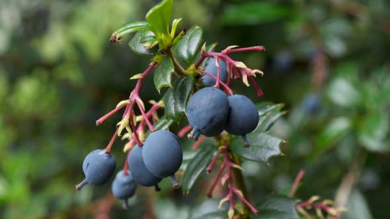 Rod Berberis (Dráč): Účinky berberínu, liečba cukrovky a spracovanie (2. diel)