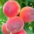 Early peach trees