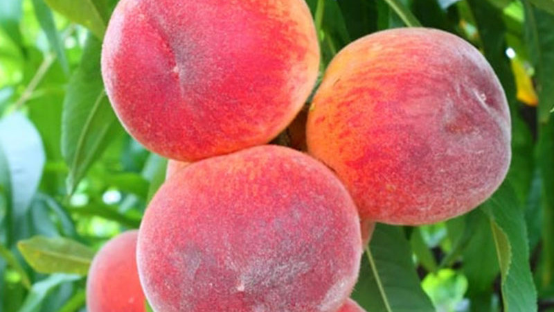 Tajomstvo pestovania broskýň: Závlaha, mráz a potreba chladu