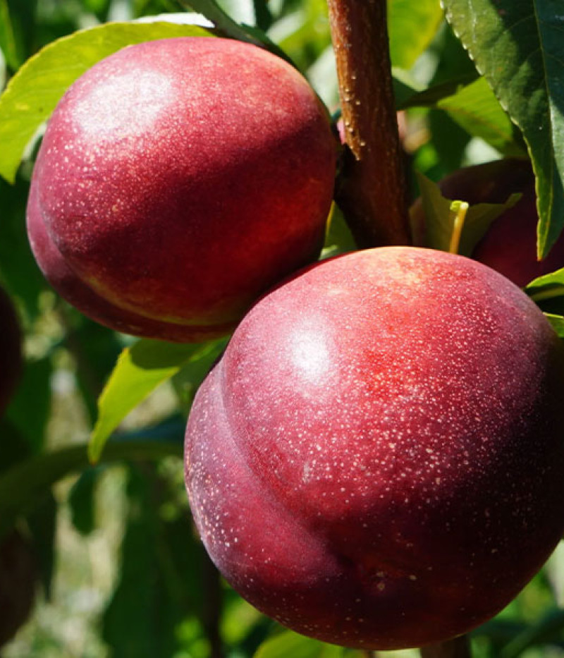 Nektarinka (Prunus persica var. nucipersica) HARCO - Tutifruti SK