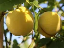 BIO Broskyňo-marhuľa (Prunus persica) HONEYSUN - Tutifruti SK
