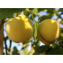 BIO Peach-apricot (Prunus persica) HONEYSUN