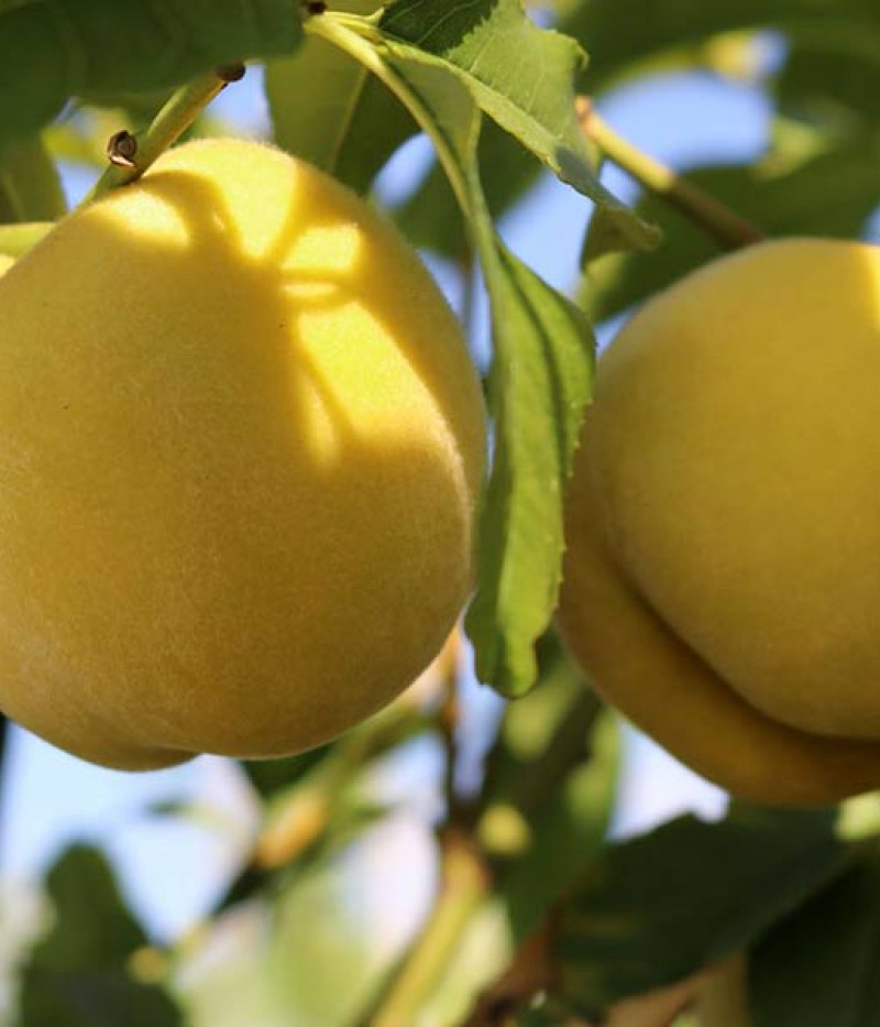 BIO Broskyňo-marhuľa (Prunus persica) HONEYSUN - Tutifruti SK