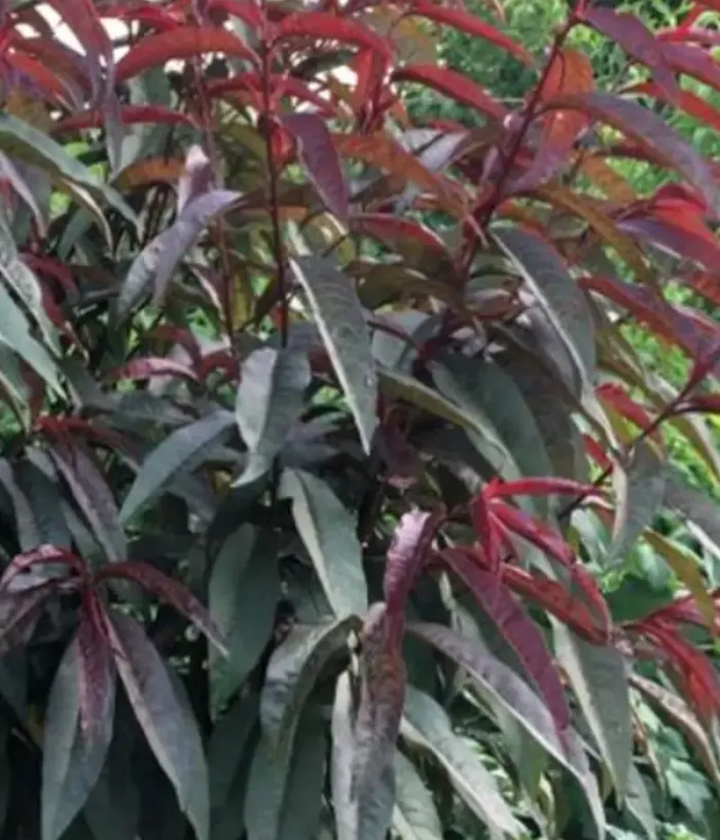 Broskyňa (Prunus persica var. platycarpa) PIERSIC PLAT CU FRUNZA ROȘIE - Tutifruti, s.r.o.