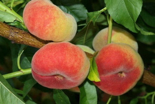 Veda o broskyniach: Genetika, choroby a anatómia chuti