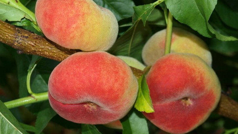 Veda o broskyniach: Genetika, choroby a anatómia chuti