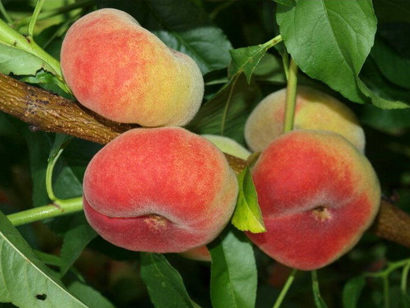 Broskyňa (Prunus persica) SATURN - Tutifruti SK
