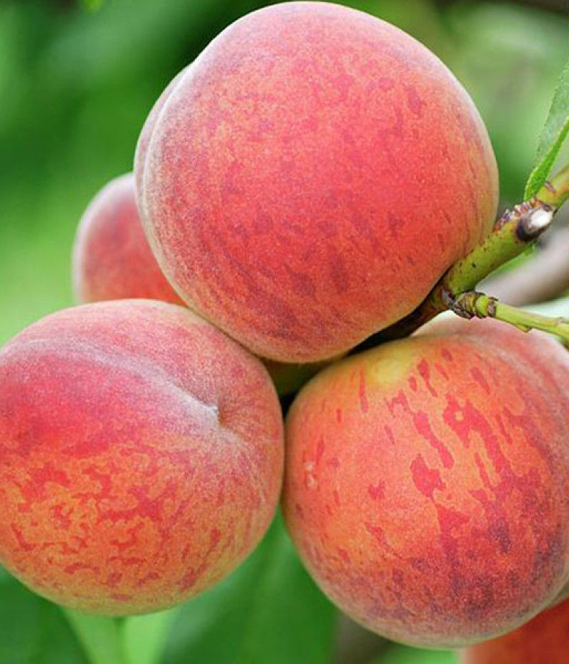 Broskyňa (Prunus persica) CANADIAN HARMONY - Tutifruti SK