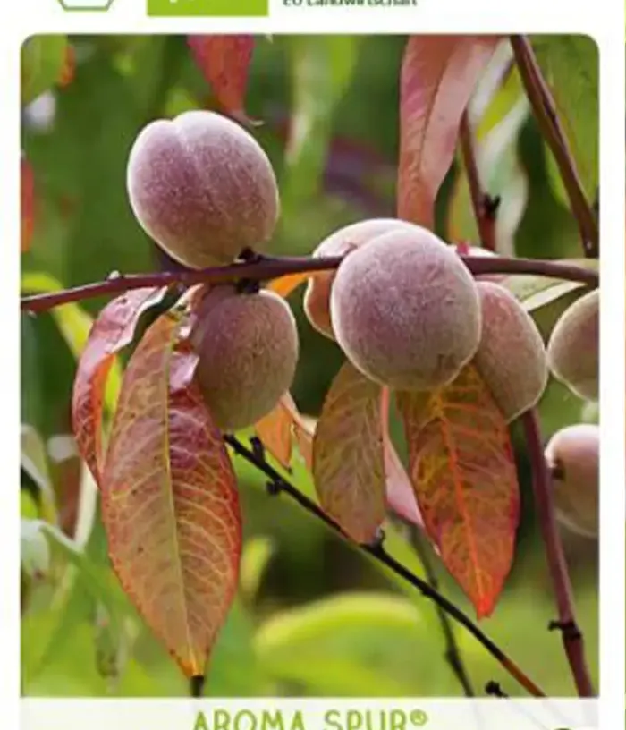 Bio Columnar Peach (Prunus persica) AROMA SPUR® ROTL. - Tutifruti, s.r.o.