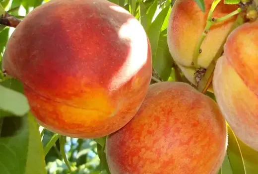 Nové broskyne 2026: Alexia, Triumf a Superba de Toamnă