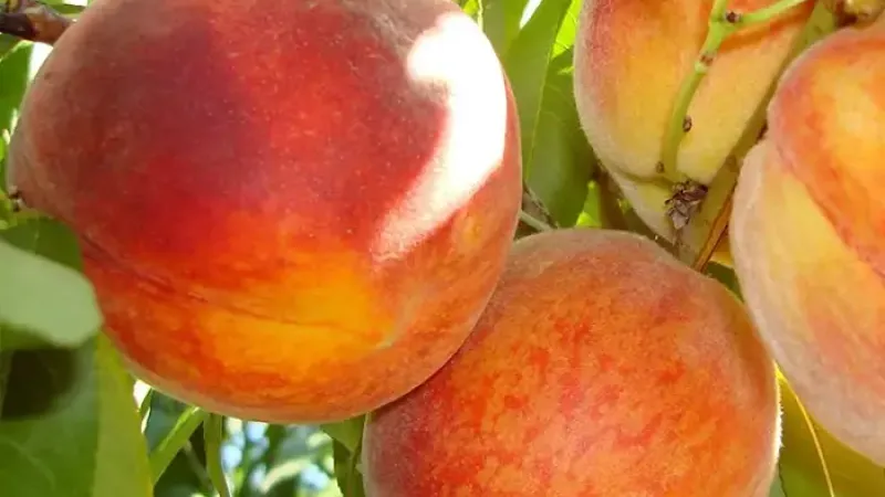 Nové broskyne 2026: Alexia, Triumf a Superba de Toamnă