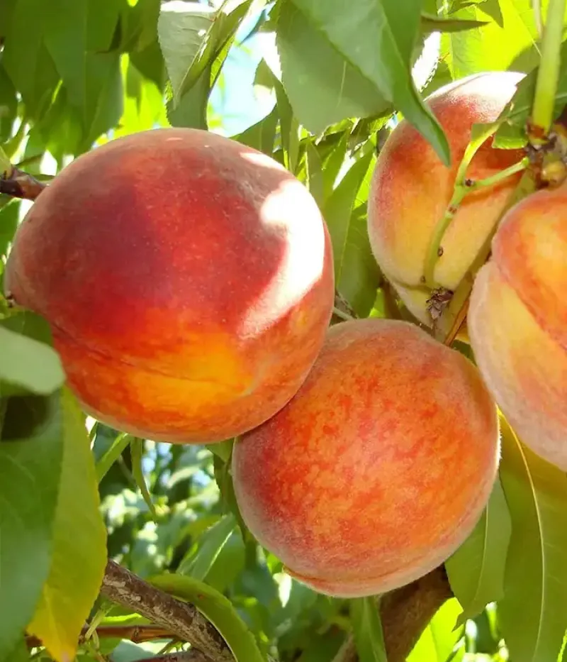 Broskyňa (Prunus persica) ALEXIA - Tutifruti, s.r.o.