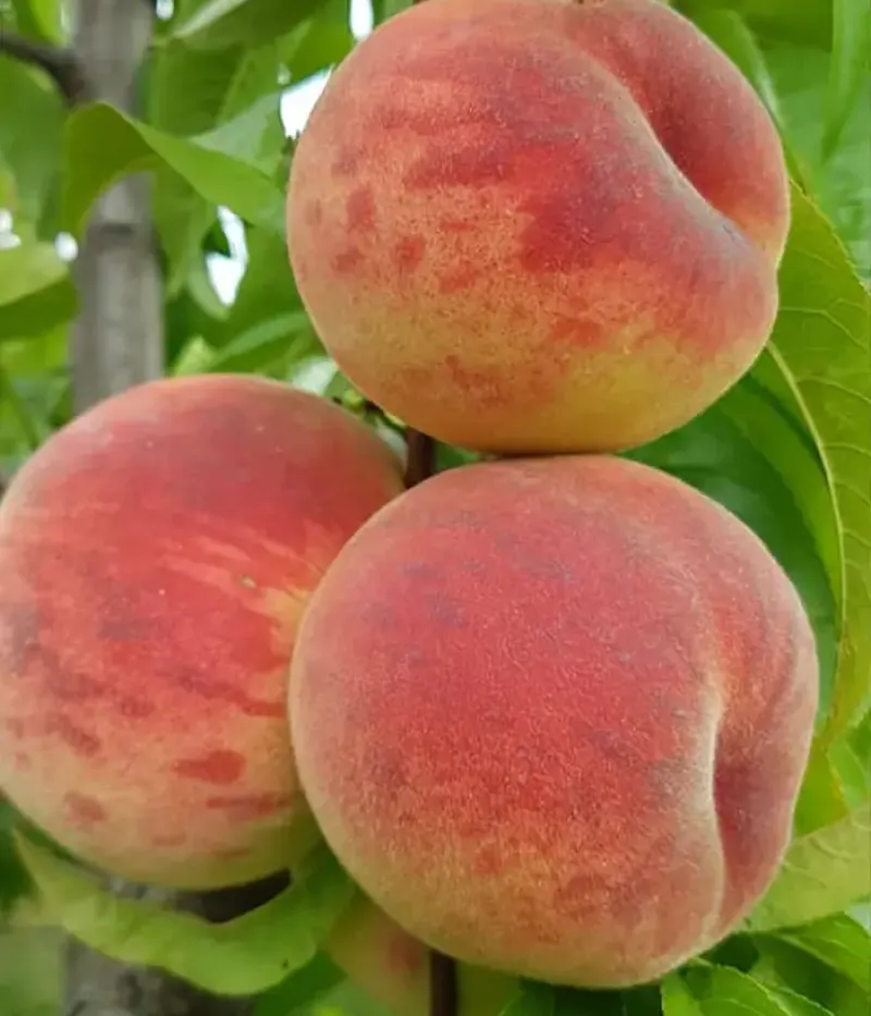 Broskyňa (Prunus persica) AMALIA - Tutifruti, s.r.o.