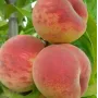 Broskyňa (Prunus persica) AMALIA
