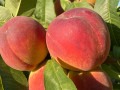 Peaches and nectarines