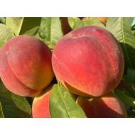 Peach (Prunus persica) AVALON PRIDE