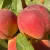 Peaches and nectarines