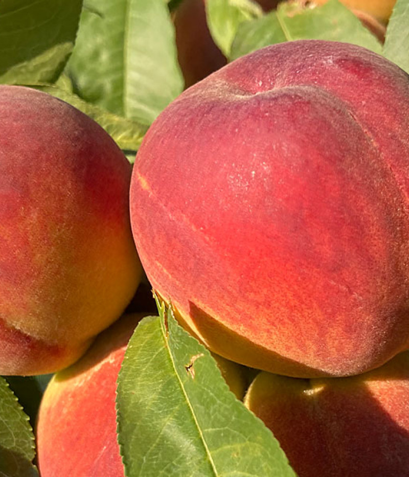 Broskyňa (Prunus persica) AVALON PRIDE - Tutifruti SK