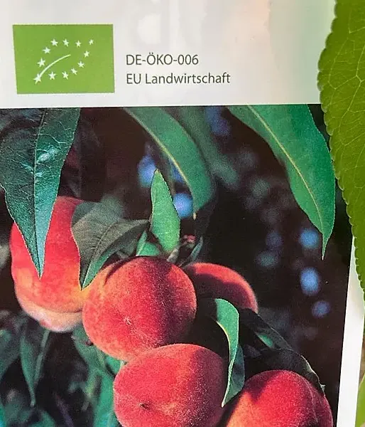 BIO Broskyňa AROMA SPUR SAULENPFIRSICH stĺpová - Tutifruti SK