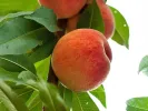 BIO Broskyňa AROMA SPUR SAULENPFIRSICH stĺpová - Tutifruti SK