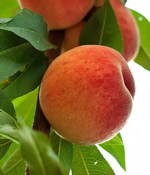 BIO Broskyňa AROMA SPUR SAULENPFIRSICH stĺpová - Tutifruti SK