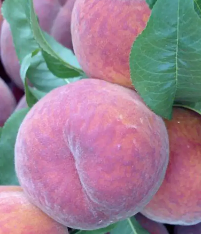 Broskyňa (Prunus persica) CARDINAL - Tutifruti, s.r.o.