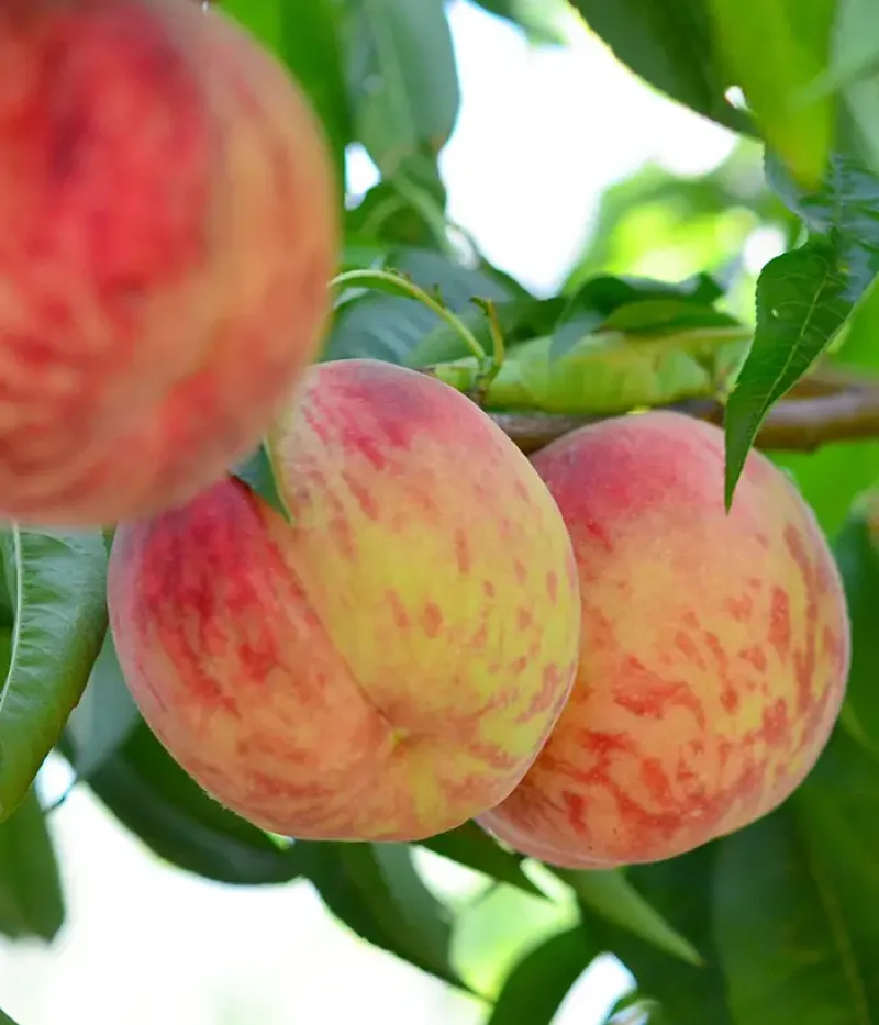 Broskyňa (Prunus persica) CONGRES - Tutifruti, s.r.o.