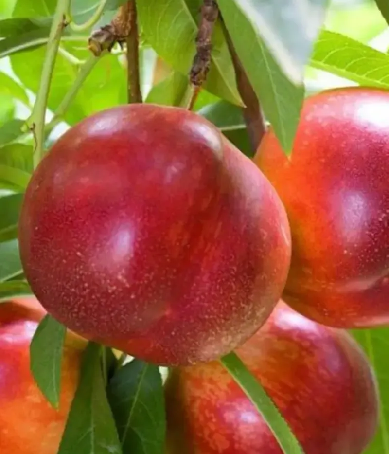 Nektarinka (Prunus persica var. nucipersica) CORA - Tutifruti, s.r.o.