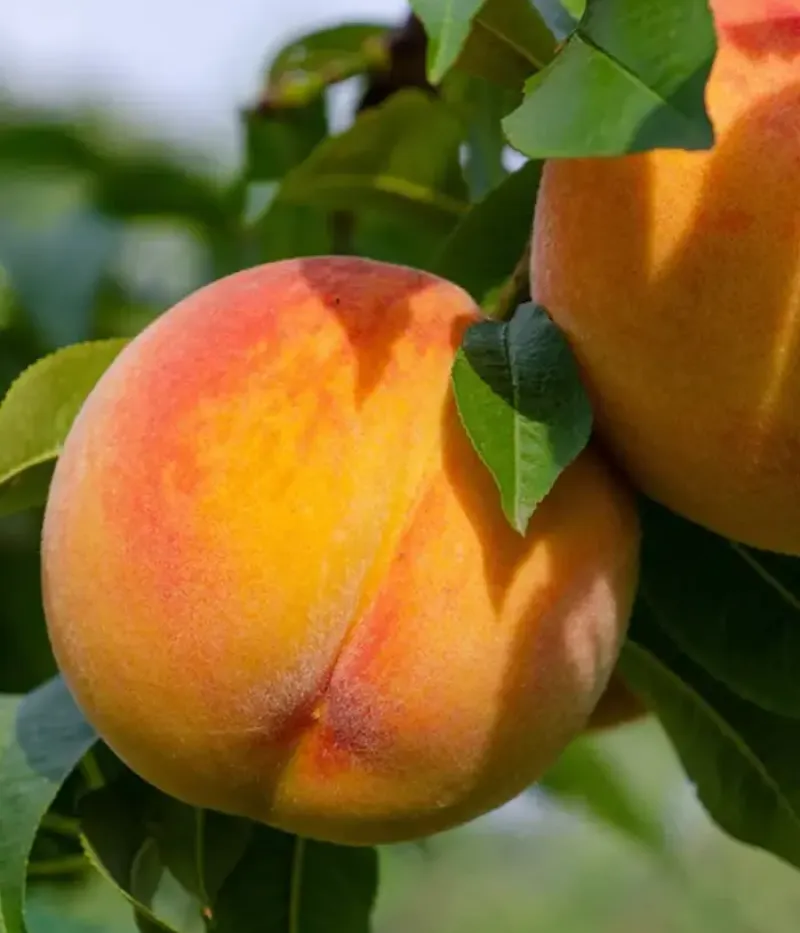 Broskyňa (Prunus persica) CRESTHAVEN - Tutifruti, s.r.o.