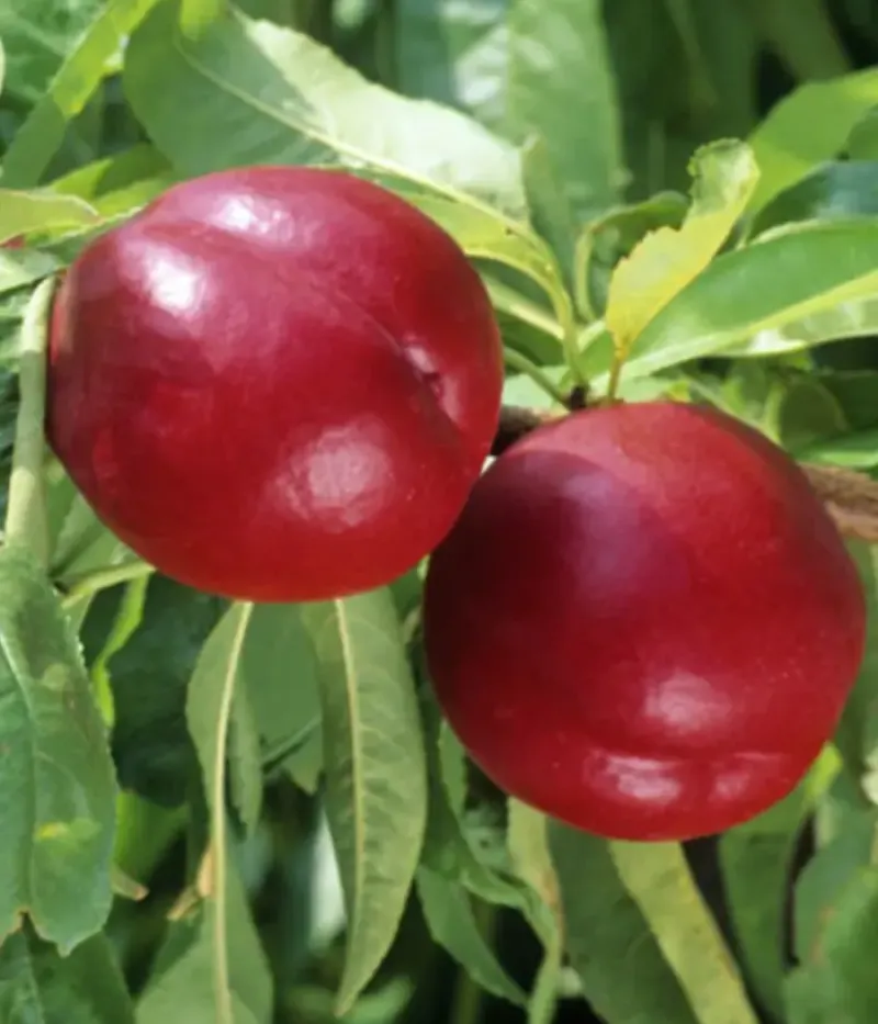 Nektarinka (Prunus persica) FANTASIA - Tutifruti, s.r.o.