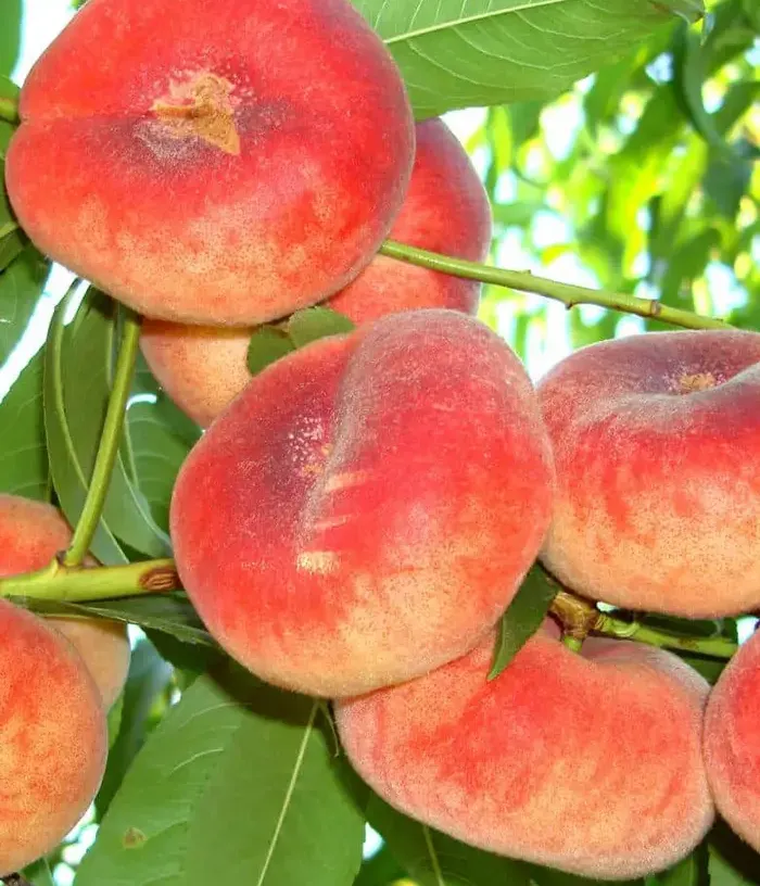 Broskyňa (Prunus persica var. platycarpa) FILIP - Tutifruti, s.r.o.