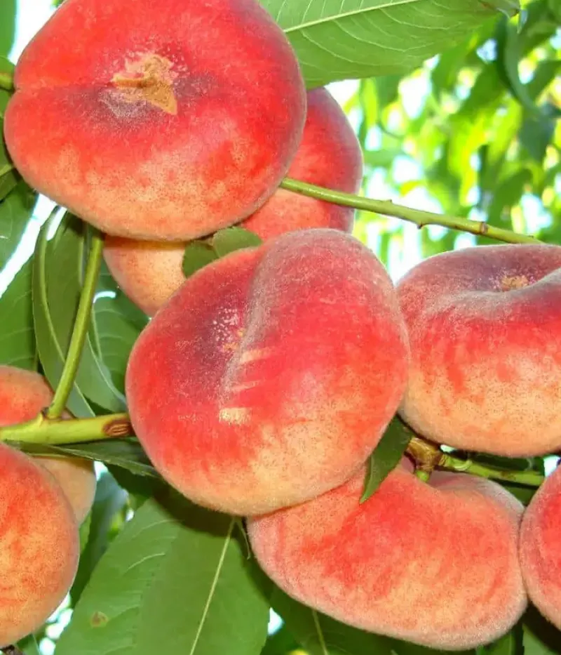 Pfirsichbaum (Prunus persica var. platycarpa) FILIP - Tutifruti, s.r.o.